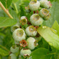 VACCINIUM CORYMBOSUM `PATRIOT`