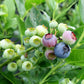 VACCINIUM CORYMBOSUM `POLARIS`