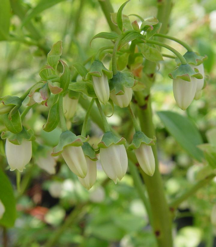 VACCINIUM CORYMBOSUM `JERSEY`