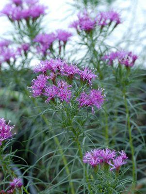 VERNONIA `IRON BUTTERFLY`