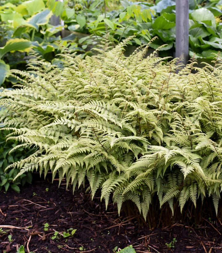 ATHYRIUM NIPPONICUM X `GHOST`