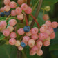 VIBURNUM NUDUM `WINTERTHUR`