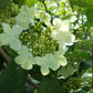 VIBURNUM P. T. `MARIESII`