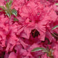 AZALEA `ARCTIC ROSE`