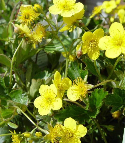 WALDSTEINIA TERNATA - 3`` POT