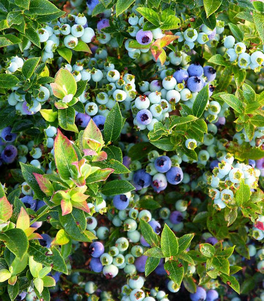 VACCINIUM ANGUSTIFOLIUM X `JELLY BEAN`