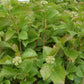 VIBURNUM DENTATUM `BLUE BLAZE`