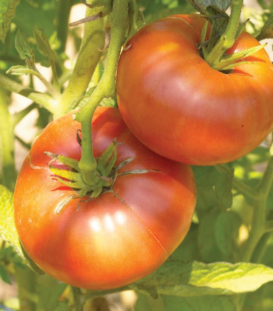 TOMATO `BRANDYWINE` (SLICER)