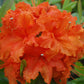 AZALEA `GIBRALTAR`