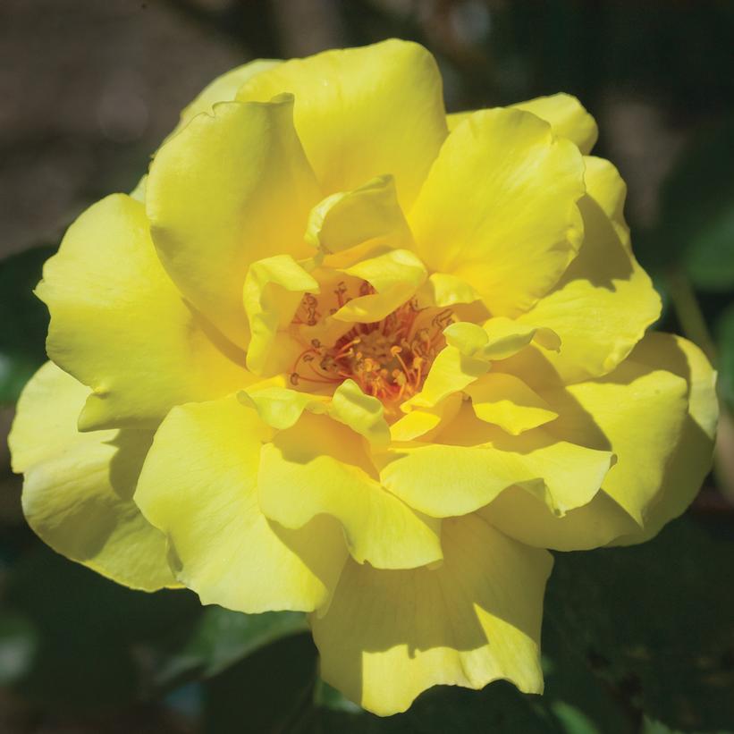 ROSA `GOLDEN SHOWERS` - CL