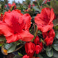 AZALEA `GIRARD`S CRIMSON`