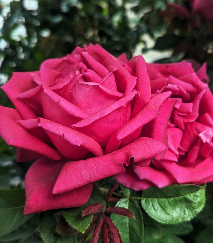 ROSA `CHRYSLER IMPERIAL`