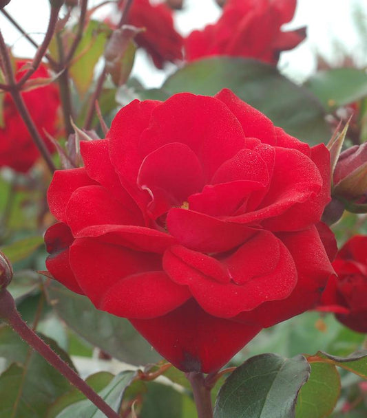 ROSA `EUROPEANA`