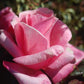 ROSA `FIRST PRIZE`