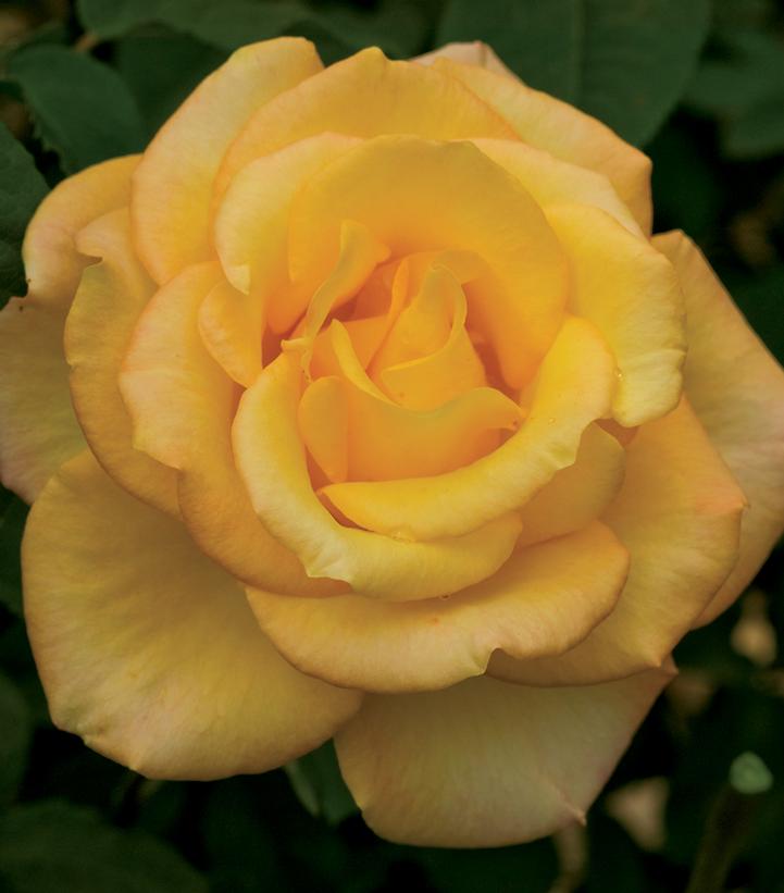 ROSA `GOLD MEDAL`