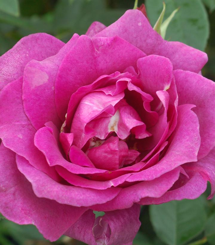 ROSA `INTRIGUE`