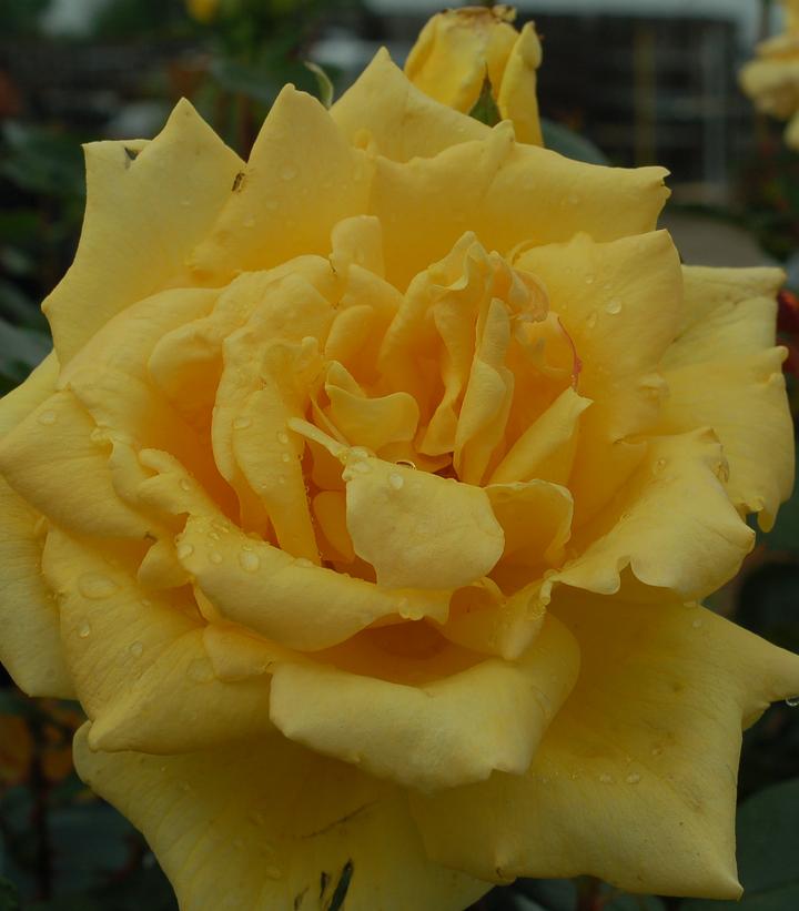 ROSA `OREGOLD`