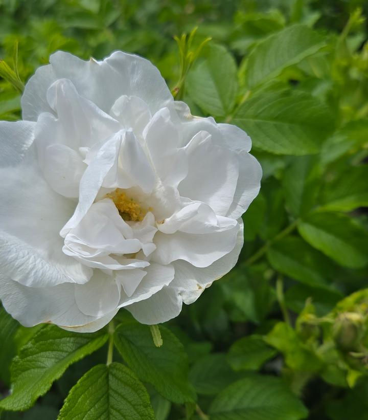 ROSA `BLANC DOUBLE DE COUBERT`