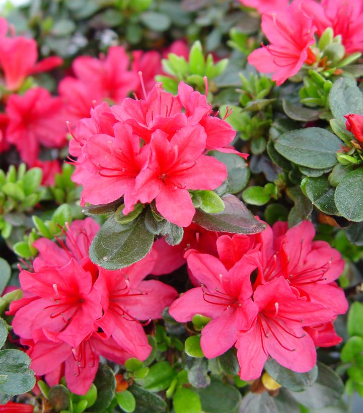 AZALEA `HINO CRIMSON`