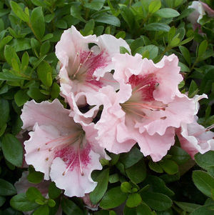 AZALEA `GUMPO PINK`