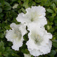 AZALEA `GUMPO WHITE`