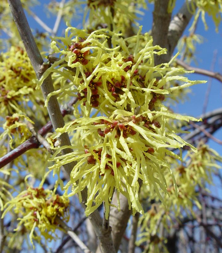 HAMAMELIS. X inter. Diane-Hybrid witch hazel