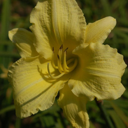 HEMEROCALLIS RAINBOW RHYTHM `GOING BANANAS`