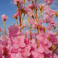 AZALEA MUCRONULATUM `CORNELL PINK`