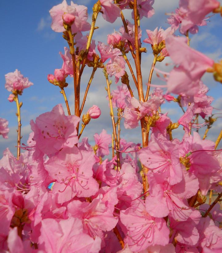 AZALEA MUCRONULATUM `CORNELL PINK`