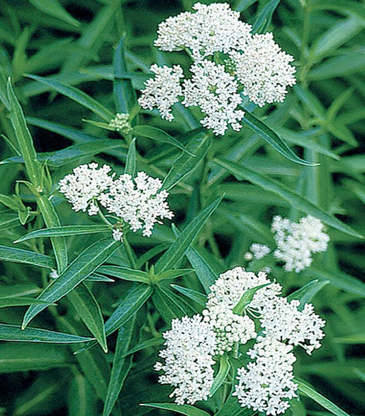 ASCLEPIAS INCARNATA `ICE BALLET`