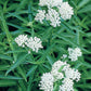 ASCLEPIAS INCARNATA `ICE BALLET`