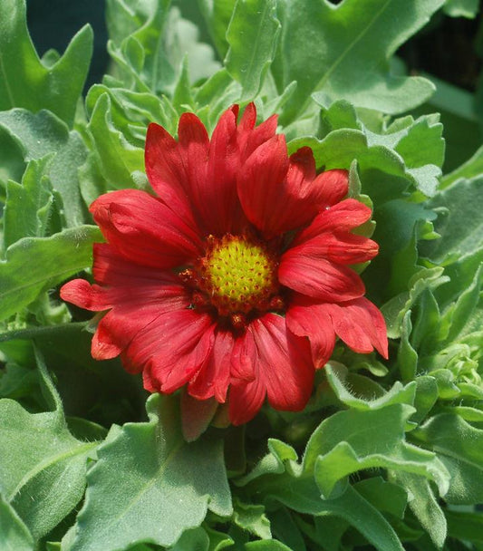 GAILLARDIA ARISTATA `BURGUNDY`