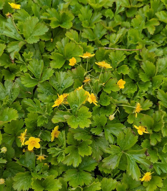 GEUM FRAGARIOIDES-Barren Strawberry