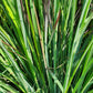 SCHIZACHYRIUM SCOPARIUM `STANDING OVATION`