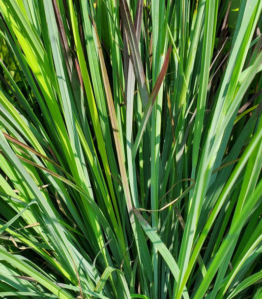 SCHIZACHYRIUM SCOPARIUM `STANDING OVATION`