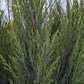 JUNIPERUS VIRGINIANA `BLUE ARROW`-Eastern Red Cedar