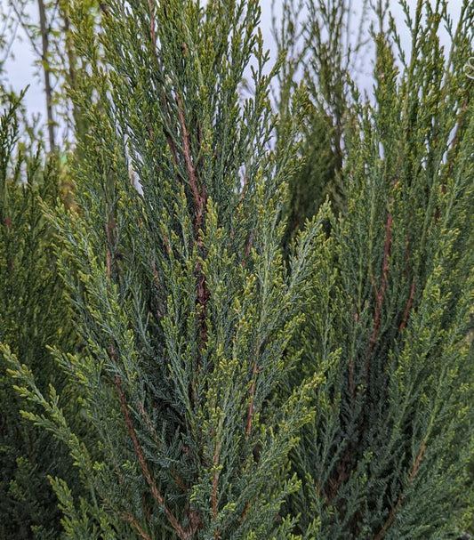 JUNIPERUS VIRGINIANA `BLUE ARROW`