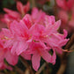 AZALEA `ROSY LIGHTS`