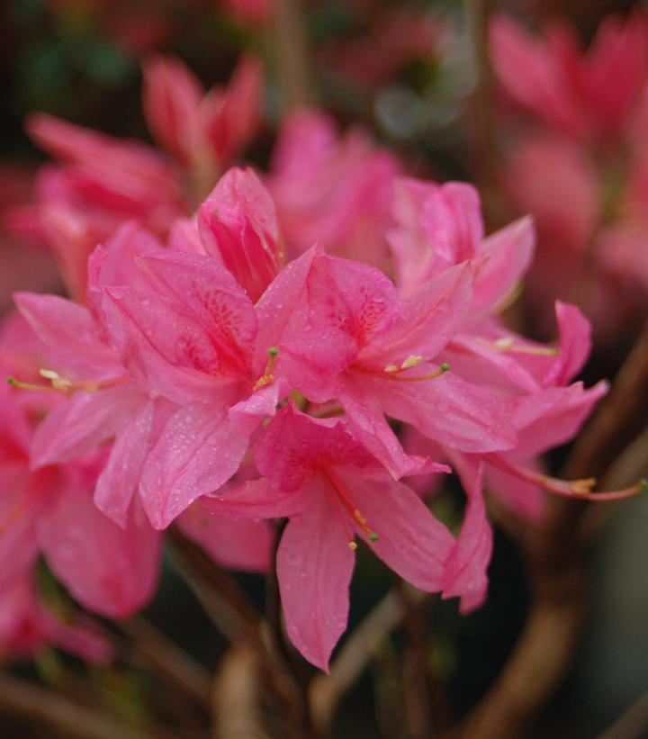 AZALEA `ROSY LIGHTS`