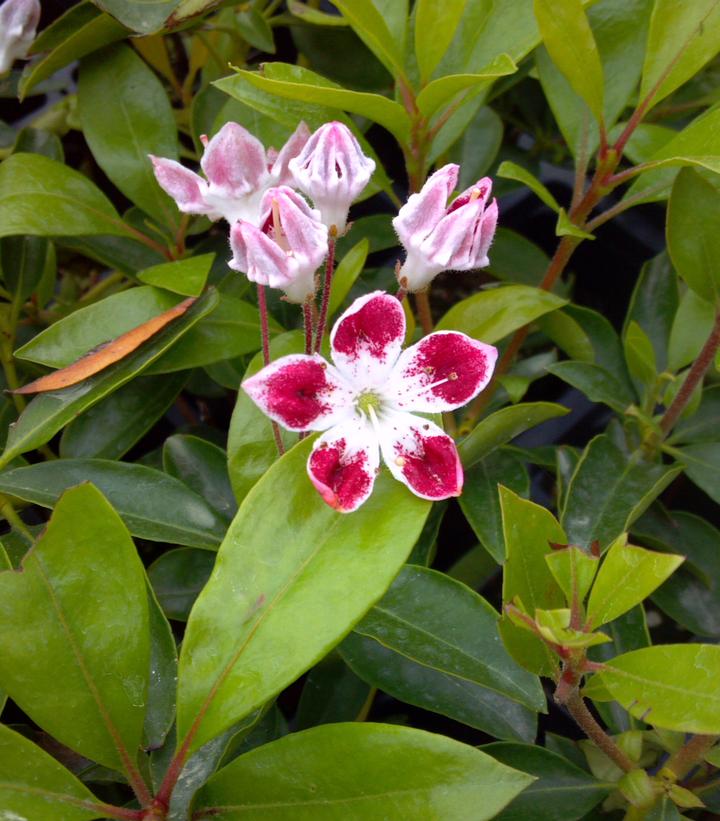 KALMIA LATIFOLIA `GALAXY`