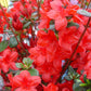 AZALEA `STEWARTSTONIAN`