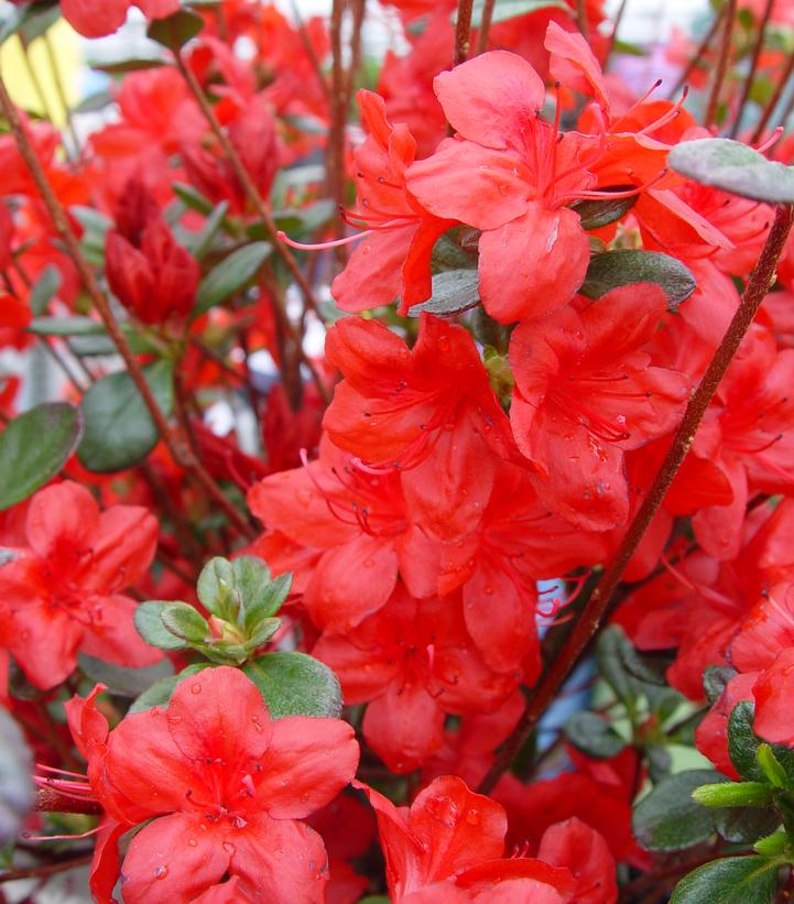 AZALEA `STEWARTSTONIAN`