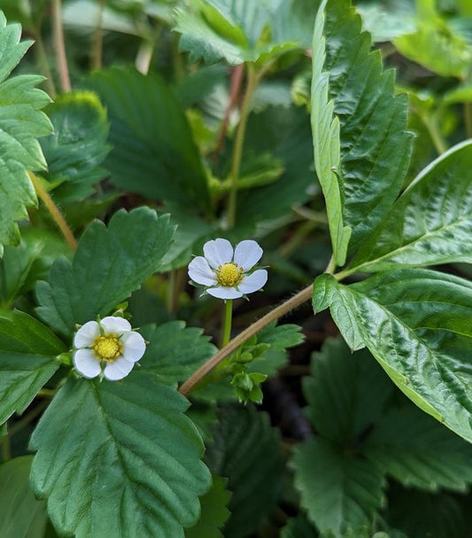 FRAGARIA ALPINA `ALEXANDRIA`