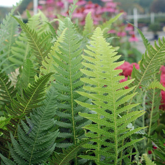 THELYPTERIS NOVEBORACENSIS