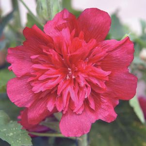 ALCEA `SPRING CELEBRITIES CARMINE-ROSE`