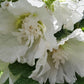 ALCEA `SPRING CELEBRITIES WHITE`