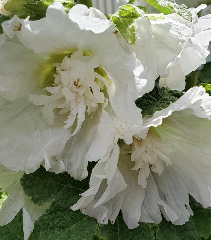 ALCEA `SPRING CELEBRITIES WHITE`