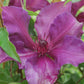 CLEMATIS `FLEURI` (MUST SLEEVE)