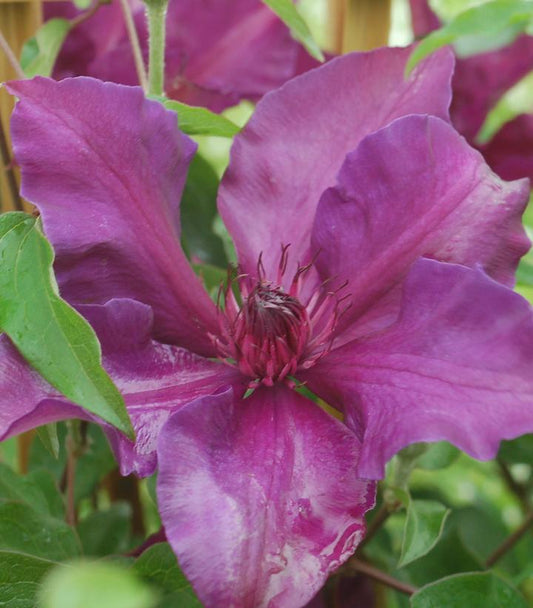 CLEMATIS `FLEURI`