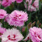 DIANTHUS EVERLAST `LAVENDER EYE`